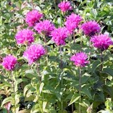 MONARDE - MONARDA - FLEUR COMESTIBLE