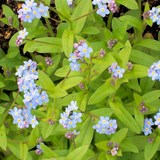 MYOSOTIS - VEGETAL RECOMMANDE