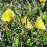 ONAGRE - OENOTHERA BIENNIS - HUILE VEGETALE