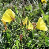 ONAGRE - OENOTHERA BIENNIS - HUILE VEGETALE