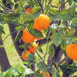 ORANGE - CITRUS SINENSIS - TOUS SES SECRETS