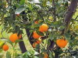 ORANGE - CITRUS SINENSIS - CONSEILS PRATIQUES