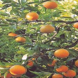 ORANGE DOUCE - CITRUS SINENSIS - HUILE ESSENTIELLE