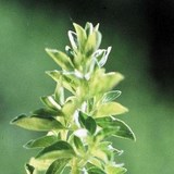 ORIGAN - ORIGANUM VULGARE - HERBE AROMATIQUE