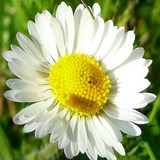 PAQUERETTE - BELLIS PERENNIS - FLEUR COMESTIBLE