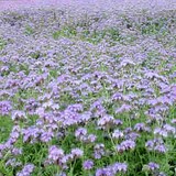 MIEL DE PHACELIE - PHACELIA