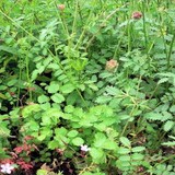 PIMPRENELLE - SANGUISORBA MINOR - HERBE AROMATIQUE