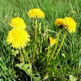 PISSENLIT - TARAXACUM OFFICINALIS - SES SECRETS