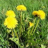 PISSENLIT ou TARAXACUM OFFICINALIS