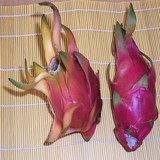 PITAYA - HYLOCEREUS UNDATUS ou POLYRHIZUS - CONSEILS PRATIQUES