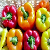 POIVRON - AUX EPICES - Les légumes en cuisine