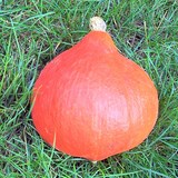 POTIMARRON - CUCURBITA MAXIMA - CONSEILS PRATIQUES