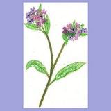 PULMONAIRE OFFICINALE