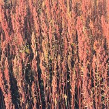 QUINOA - VERTUS et CONSOMMATION