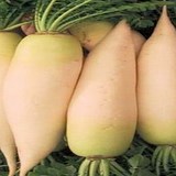 DAIKON - RAPHANUS SATIVUS variété LONGIPINNATUS - CONSEILS PRATIQUES