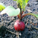 RADIS GRAINES GERMEES