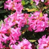 MIEL DE RHODODENDRON