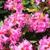 RHODODENDRON - MIEL