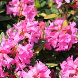 RHODODENDRON - MIEL