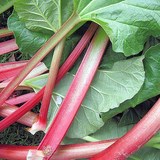 RHUBARBE - RHEUM RHAPONTICUM - BIEN L'UTILISER EN CUISINE