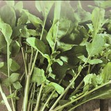 ROQUETTE - ERUCA SATIVA - BIEN L'UTILISER EN CUISINE