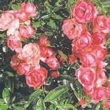 ROSE MUSQUEE - ROSA RUBIGINOSA - HUILE VEGETALE