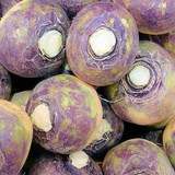 RUTABAGA - BRASSICA NAPUS Variété NAPOBRASSICA - CONSEILS PRATIQUES