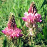 MIEL DE SAINFOIN - ONOBiCHRYS VICIFOLIA