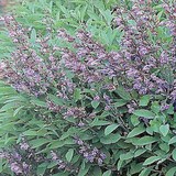 SAUGE OFFICINALE - MIEL