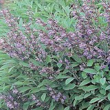 SAUGE OFFICINALE ou SALVIA OFFICINALIS