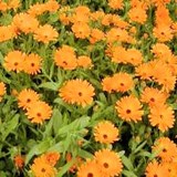 SOUCI - CALENDULA OFFICINALIS - FLEUR COMESTIBLE