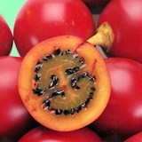 TAMARILLO - SOLANUM BETACEA ou CYPHOMANDRA - CONSEILS PRATIQUES