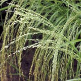 TEFF ou TEF - VERTUS et CONSOMMATION