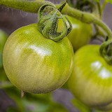 TOMATE VERTE - CONFITURE AU BASILIC - Les légumes en cuisine