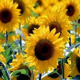 MIEL DE TOURNESOL - HELIANTHUS ANNUUS