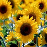 TOURNESOL - HELIANTHUS ANNUUS - FLEUR COMESTIBLE