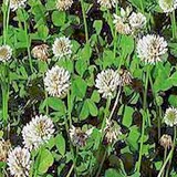 MIEL DE TREFLE - TRIFOLIUM REPENS