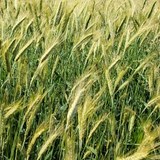 TRITICALE - GRAINES GERMEES