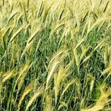 TRITICALE - GRAINE GERMEE