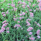 VERVEINE DE BUENOS AIRES - VERBENA BONARIENSIS - QUESTION 41