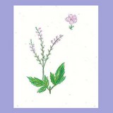 VERVEINE - OFFICINALE