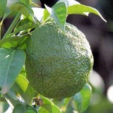 YUZU - CITRUS JUNOS - CONSEILS PRATIQUES